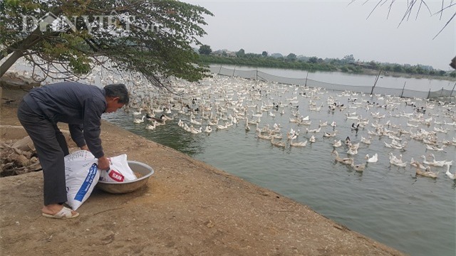 Nuôi đàn vịt đẻ siêu cao cổ 20.000 con, lãi 600 triệu/năm