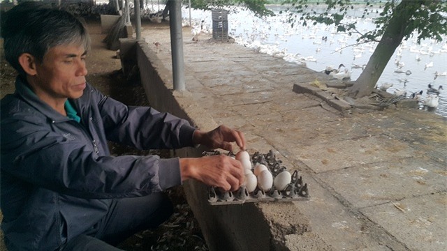 Nuôi đàn vịt đẻ siêu cao cổ 20.000 con, lãi 600 triệu/năm