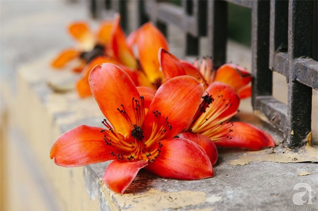 4 loại hoa quen thuộc, trong đó có hoa ban, hoa gạo có thể nấu thành món ngon khó lòng chối từ - Ảnh 1.