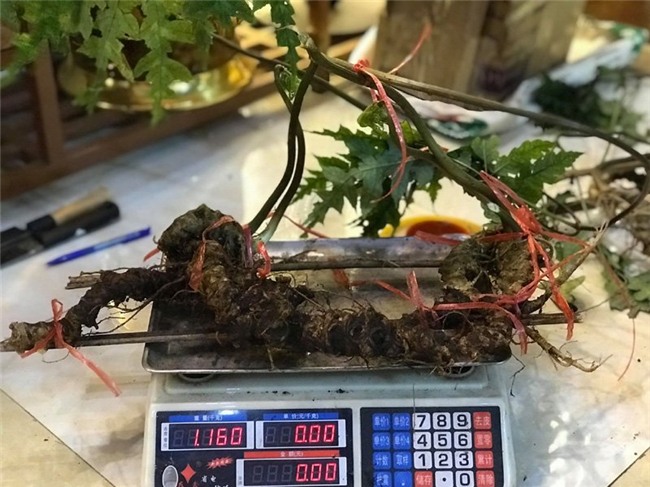 tiết trúc nhân sâm,sâm ngọc linh,tam thất rừng