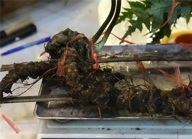 tiết trúc nhân sâm,sâm ngọc linh,tam thất rừng