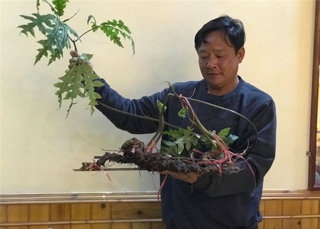 tiết trúc nhân sâm,sâm ngọc linh,tam thất rừng