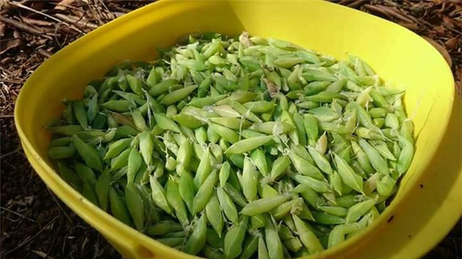 khoe mon an 30 nam moi dam thu, nguoi so "chet khiep", ke nho tuoi tho du doi - 1