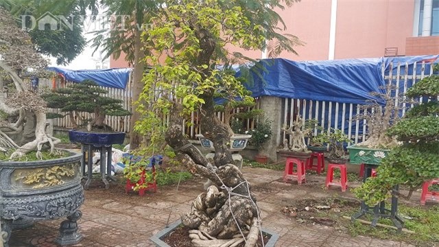 cây cảnh,chơi cây,siêu cây