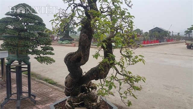 cây cảnh,chơi cây,siêu cây