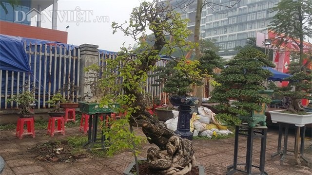 cây cảnh,chơi cây,siêu cây