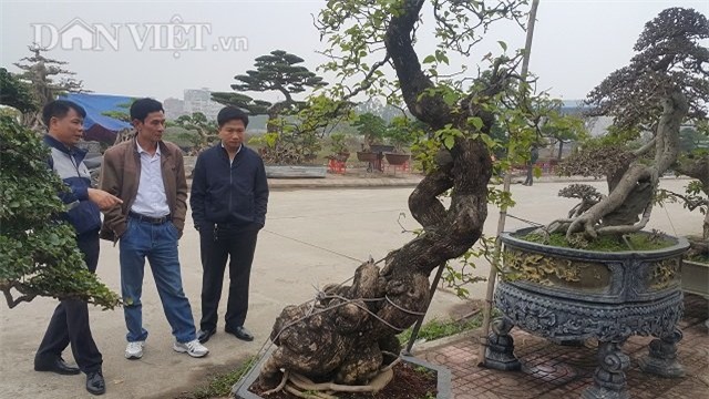 cây cảnh,chơi cây,siêu cây