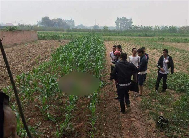 Hà Nội: Phát hiện một nam giới tử vong giữa ruộng ngô, trên người có nhiều thương tích