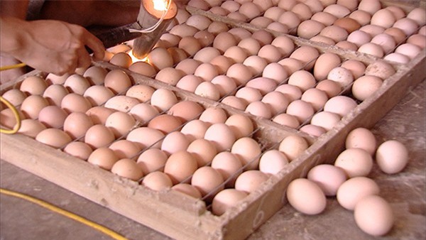 Đua nhau ăn trứng ấp dở để bồi bổ cơ thể, chữa khỏi đau đầu: Chuyên gia khẳng định phản khoa học, nguy hại sức khỏe - Ảnh 3.