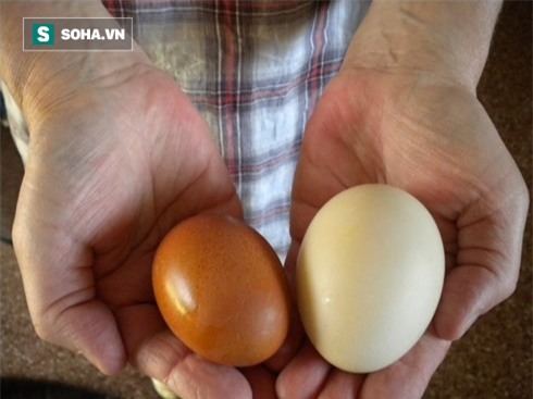 Trứng gà hay trứng vịt tốt hơn: Vì hiểu sai nên nhiều người đã bỏ phí cơ hội bồi dưỡng - Ảnh 1.