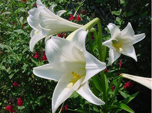 bat ngo truoc cong dung cua loai hoa loa ken dang duoc nhieu chi em chon trung trong nha - 5