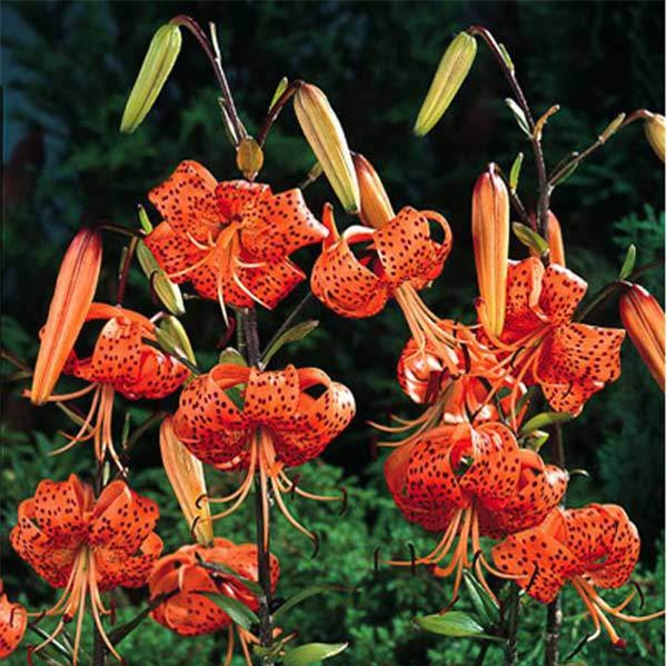 bat ngo truoc cong dung cua loai hoa loa ken dang duoc nhieu chi em chon trung trong nha - 6