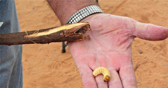 dac san sau nuong beo mup, to bang ca long ban tay thach thuc moi thuc khach - 1