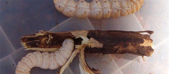 dac san sau nuong beo mup, to bang ca long ban tay thach thuc moi thuc khach - 2