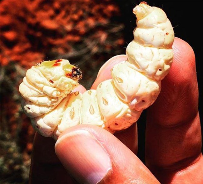 dac san sau nuong beo mup, to bang ca long ban tay thach thuc moi thuc khach - 3