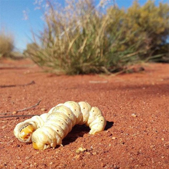 dac san sau nuong beo mup, to bang ca long ban tay thach thuc moi thuc khach - 5
