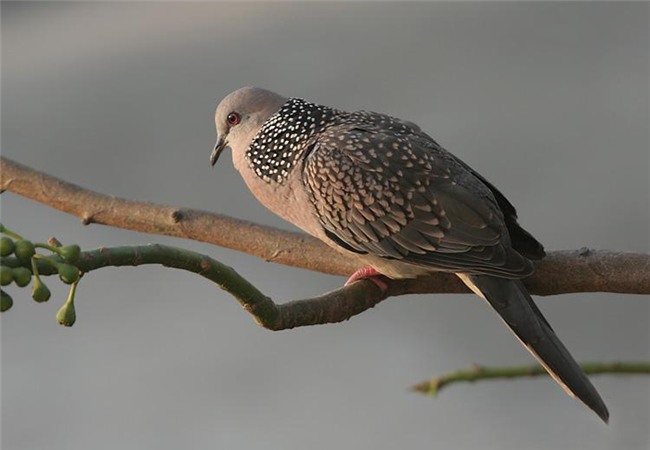 bat ngo voi thai do than nhien den tan nhan cua vo khi phat hien chong ngoai tinh - 3