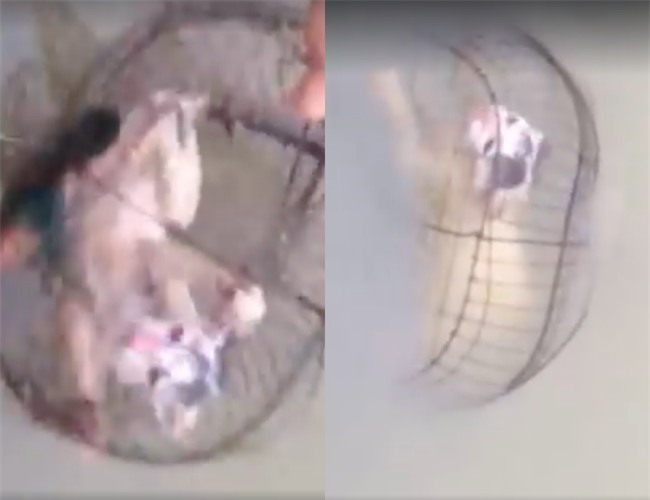 Nam thanh niên nhốt mèo vào lồng, dìm xuống ao cho đến chết rồi làm thịt gây phẫn nộ - Ảnh 2.