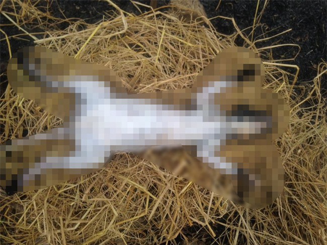 Nam thanh niên nhốt mèo vào lồng, dìm xuống ao cho đến chết rồi làm thịt gây phẫn nộ - Ảnh 3.