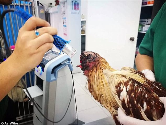 Chú gà bị chặt đầu một tuần vẫn sống, đi lại khỏe mạnh, người dân hiếu kỳ ùn ùn tới xem - Ảnh 2.