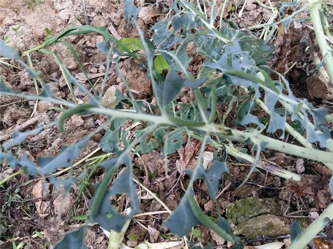 Hành trình trồng rau sạch của 2 mẹ con thánh nhọ: Đã không có rau ăn còn bị sâu tấn công nhà - Ảnh 3.