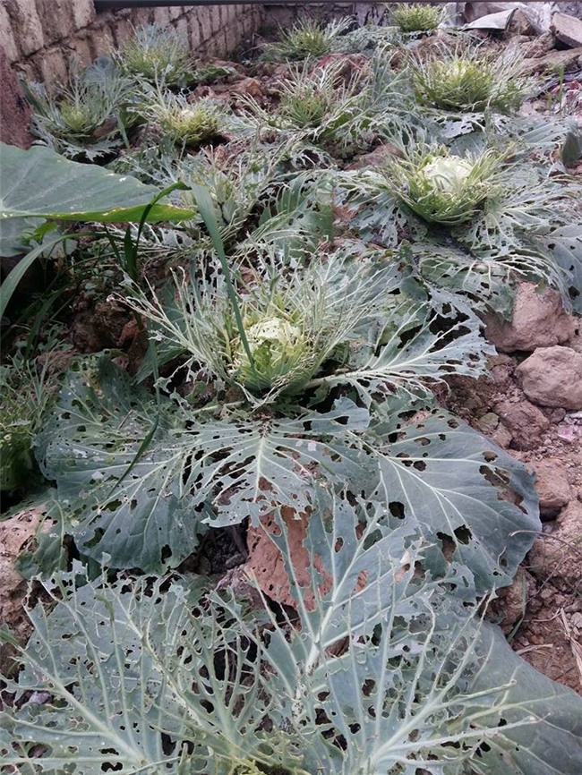 Hành trình trồng rau sạch của 2 mẹ con thánh nhọ: Đã không có rau ăn còn bị sâu tấn công nhà - Ảnh 6.