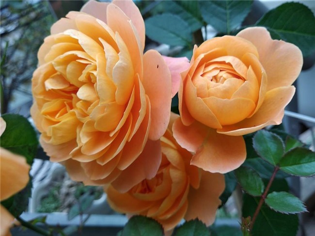 ngam mai khong chan vuon hong ngoai tren san thuong dep nhu mo cua ba me o bac giang hinh anh 10