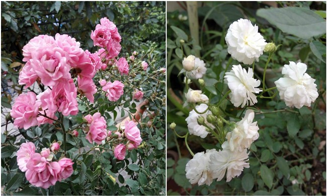 ngam mai khong chan vuon hong ngoai tren san thuong dep nhu mo cua ba me o bac giang hinh anh 11