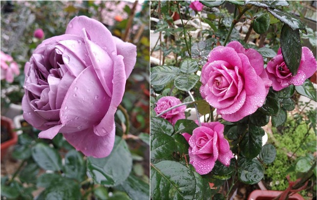 ngam mai khong chan vuon hong ngoai tren san thuong dep nhu mo cua ba me o bac giang hinh anh 12