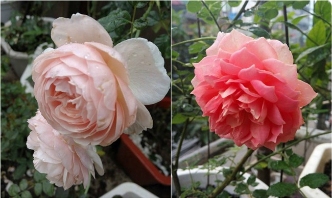 ngam mai khong chan vuon hong ngoai tren san thuong dep nhu mo cua ba me o bac giang hinh anh 6