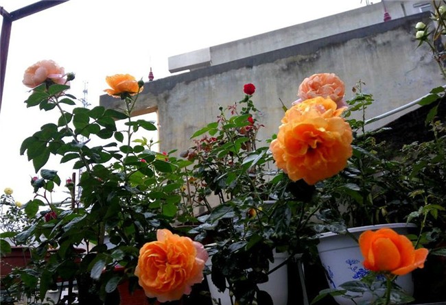 ngam mai khong chan vuon hong ngoai tren san thuong dep nhu mo cua ba me o bac giang hinh anh 7