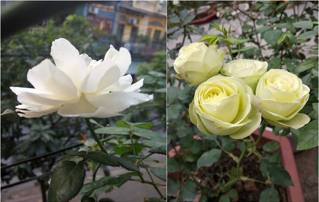 ngam mai khong chan vuon hong ngoai tren san thuong dep nhu mo cua ba me o bac giang hinh anh 8