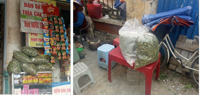 Đổ xô mua dây thìa canh trị tiểu đường: Coi chừng tiền mất tật mang vì mua dược liệu rởm