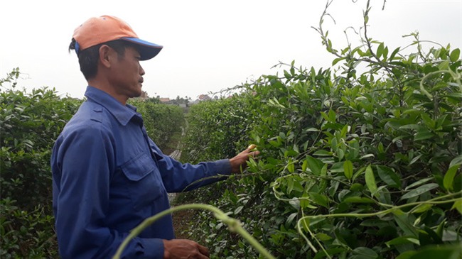 Đổ xô mua dây thìa canh trị tiểu đường: Coi chừng tiền mất tật mang vì mua dược liệu rởm