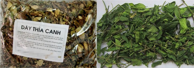 Đổ xô mua dây thìa canh trị tiểu đường: Coi chừng tiền mất tật mang vì mua dược liệu rởm