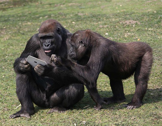 Những cú lừa Cá Tháng Tư tưởng đùa mà hóa thật - Ảnh 2.