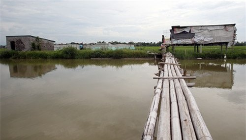 nuôi rắn,nông dân làm giàu