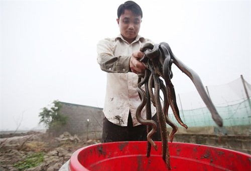 nuôi rắn,nông dân làm giàu