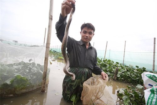 nuôi rắn,nông dân làm giàu