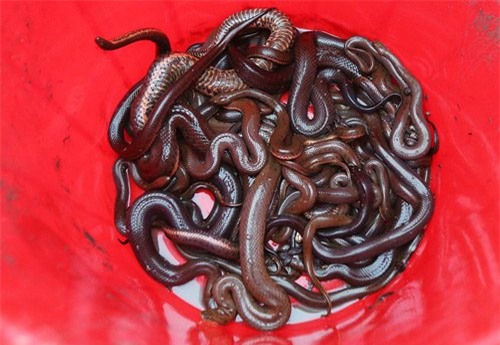 nuôi rắn,nông dân làm giàu