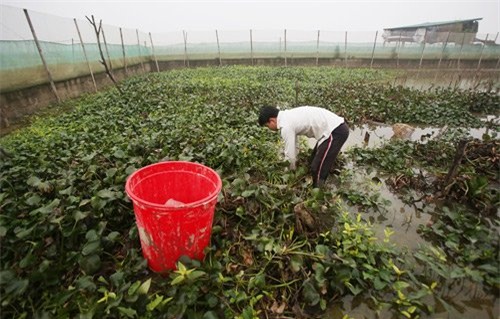 nuôi rắn,nông dân làm giàu