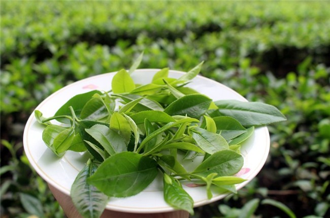 matcha,trà xanh,khởi nghiệp,Thái Nguyên,chàng trai 9X