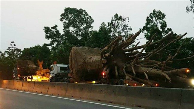 CSGT,cây quái thú,kiểm lâm
