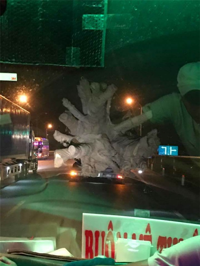 CSGT,cây quái thú,kiểm lâm