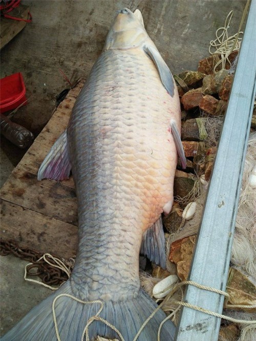 cá trắm đen,cá khủng,thủy quái,cá trắm