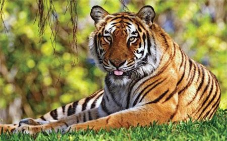 nhung con giap can can trong hao tai ton cua trong thang 4 - 1