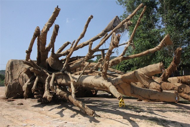 Xuất hiện người tự xưng là chủ nhân của 3 cây khổng lồ bị CSGT bắt giữ - Ảnh 1.