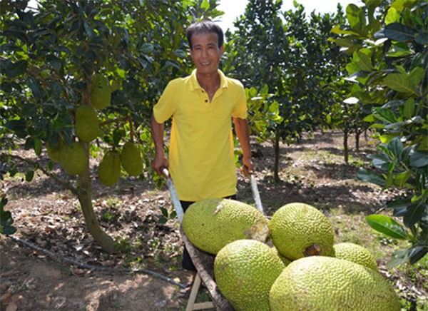 nông sản tăng giá,mít thái,thương lái trung quốc