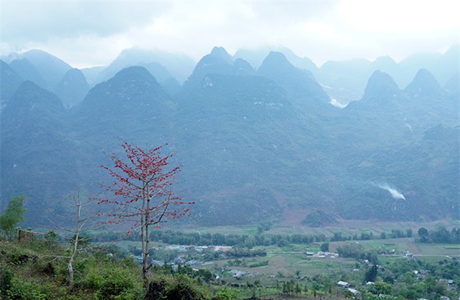 anh: xao xuyen mua hoa gao no do ruc cac mien que hinh anh 4