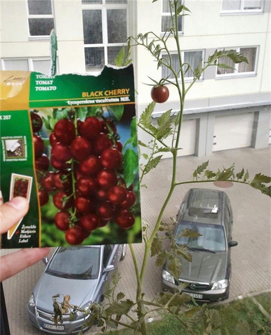 Mua bánh gấu hình thức long lanh, cô gái tá hỏa khi bóc ra và loạt ảnh tương tự chứng minh vì đời là những dối lừa - Ảnh 17.